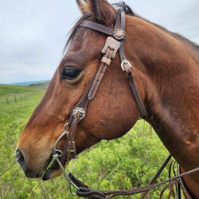 A brown horse with a White Buckstitch Browband Headstall and reins stands in a grassy field. The background features a slightly cloudy sky and a distant fence line on rolling green hills. The horse is facing left, showcasing its side profile.