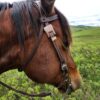 Classic Rose - Browband Headstall - view 5
