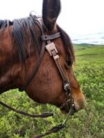 Close-up of a brown horse's head wearing a White Buckstitch Browband Headstall, standing in a grassy field. The bridle features a decorative metal piece shaped like an elephant. The background reveals rolling green hills under a cloudy sky.