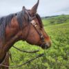 Classic Rose - Browband Headstall - view 4