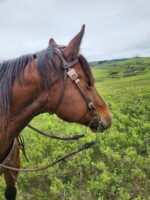 A brown horse with a White Buckstitch Browband Headstall stands in a lush green field. The landscape in the background is rolling and expansive, with hills and patches of vegetation under a cloudy sky.