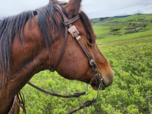 A brown horse with a White Buckstitch Browband Headstall stands in a lush green field. The landscape in the background is rolling and expansive, with hills and patches of vegetation under a cloudy sky.