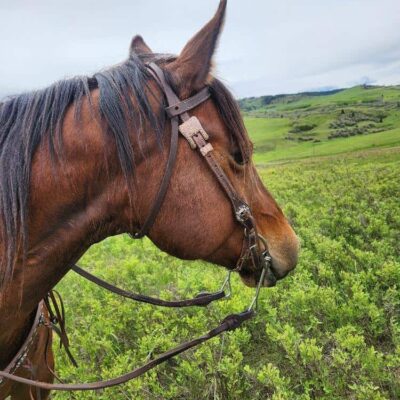 A brown horse with a White Buckstitch Browband Headstall stands in a lush green field. The landscape in the background is rolling and expansive, with hills and patches of vegetation under a cloudy sky.