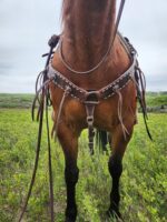 A close-up view of a horse's front, focusing on its White Buckstitch Browband Headstall and saddle against a green, grassy landscape. The horse is standing with its legs visible, and the sky is overcast. The scene is set in a rural, open area.