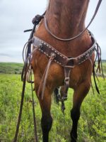 A close-up view of a brown horse's hindquarters, showcasing its White Buckstitch Browband Headstall with straps and embellishments. The horse stands in a grassy field under a cloudy sky.