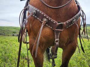 A close-up view of a brown horse's hindquarters, showcasing its White Buckstitch Browband Headstall with straps and embellishments. The horse stands in a grassy field under a cloudy sky.