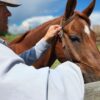 A person is adjusting the bridle on a brown horse with a white star on its forehead. The person is wearing a light-colored long sleeve shirt and a hat. The setting appears to be an outdoor area with a wooden fence and a partly cloudy sky in the background.