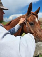 A person is adjusting the bridle on a brown horse with a white star on its forehead. The person is wearing a light-colored long sleeve shirt and a hat. The setting appears to be an outdoor area with a wooden fence and a partly cloudy sky in the background.