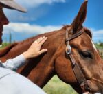 A person with a ring on their finger gently pats the neck of a chestnut horse wearing a bridle. The horse has a focused look in its eye and stands against a backdrop of a clear blue sky with some clouds.