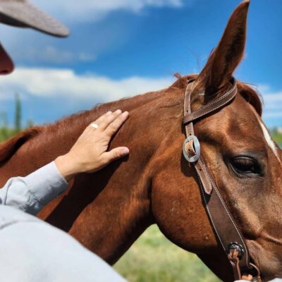 Vaquero - Chocolate Roughout - One Ear Headstall - view 7