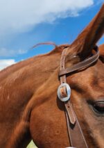 Close-up of a chestnut horse's head, focusing on its bridle and ear. The bridle is brown with white stitching and a silver buckle. The horse's eye is partially visible. The background showcases a bright blue sky with some clouds.