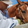 A person wearing a cap and a light blue shirt gently touches a brown horse with a white marking on its forehead. The person is standing next to a wooden fence on a sunny day with a blue sky in the background.