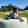 A brown and white spotted dog is lying on top of a large, wrapped hay bale in a grassy field. The sky is clear blue, and there are trees and more hay bales in the background. The dog has its tongue out and looks content and relaxed.