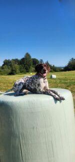 A brown and white spotted dog is lying on top of a large, wrapped hay bale in a grassy field. The sky is clear blue, and there are trees and more hay bales in the background. The dog has its tongue out and looks content and relaxed.