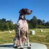 A brown and white spotted dog with a purple collar sits on top of a large hay bale in a grassy field. Several more hay bales are scattered in the background, under a clear blue sky. Trees line the horizon.