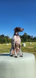 A brown and white spotted dog with a purple collar sits on top of a large hay bale in a grassy field. Several more hay bales are scattered in the background, under a clear blue sky. Trees line the horizon.