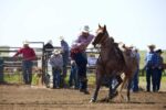 A cowboy in a rodeo arena is dismounting a brown horse and holding a rope tied to its saddle. He is wearing a white hat, long-sleeve shirt, jeans, and boots. Several onlookers in cowboy attire watch from behind a metal fence. The ground is dusty and dry.