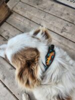 A dog with white and brown fur lies on a wooden floor. The dog is wearing a black collar decorated with colorful sunflowers. The head of the dog is turned away, showing the ear and part of the back.