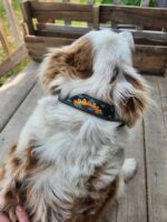 A fluffy dog with a white, brown, and black coat is sitting on a wooden deck, facing away. The dog is wearing a black collar adorned with a colorful sunflower design. A person's hand is gently resting on the dog's back.