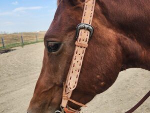 Close-up of a reddish-brown horse's head, showing a cream-colored bridle with decorative stitching. The horse stands on a dirt path under a blue sky, with a fence and fields visible in the background.