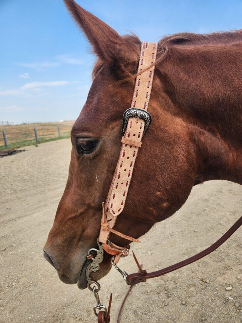 Close-up of a reddish-brown horse's head, showing a cream-colored bridle with decorative stitching. The horse stands on a dirt path under a blue sky, with a fence and fields visible in the background.