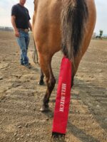 A person stands next to a horse in an outdoor area. The horse's tail is covered with a red fabric sleeve that has "HELL BITCH" written on it in white letters. The ground underneath is dirt, and fencing can be seen in the background.