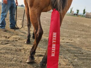 A person standing beside a brown horse with a red tail bag that has the words "HELL BITCH" written on it. The setting is an outdoor dirt arena with trees and a fence visible in the background. The person is holding the horse's lead rope.