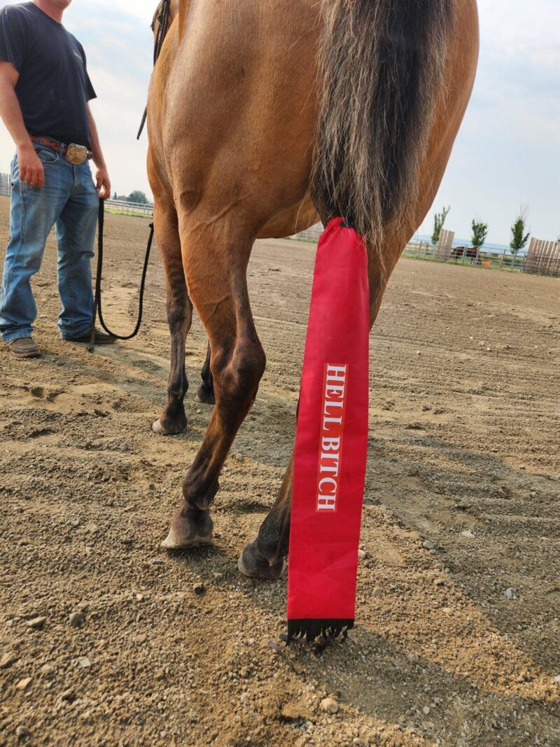 A person standing beside a brown horse with a red tail bag that has the words "HELL BITCH" written on it. The setting is an outdoor dirt arena with trees and a fence visible in the background. The person is holding the horse's lead rope.