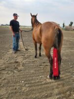 A person in a black shirt and blue jeans holds the reins of a light brown horse in an outdoor, sandy area. The horse's tail is wrapped in a red sleeve with "HELL BITCH" written on it. Trees and a wooden fence are visible in the background.