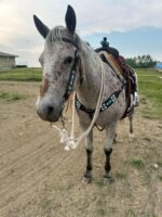 headstall beaded western browband