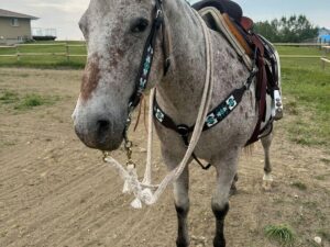 headstall beaded western browband