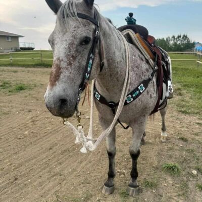 headstall beaded western browband