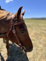 Close-up of a chestnut horse wearing a Cowpuncher Browband Headstall, standing in a sunlit open field. The background is slightly blurred, indicating shallow depth of field, and a clear blue sky is visible. The horse's head is turned to the side, showing its calm expression.