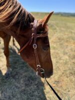 Close-up of a brown horse wearing the Cowpuncher Browband Headstall and reins, looking down at the grass. The background shows a sunny, grassy field with a slightly blurred horizon. The horse's mane is slightly wind-blown.