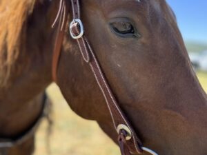 Close-up of a brown horse adorned with the Cowpuncher Browband Headstall, complete with bridle and bit. The horse's mane is visible, and its eye is focused on the camera. The background reveals a grassy field and a clear blue sky, slightly out of focus.