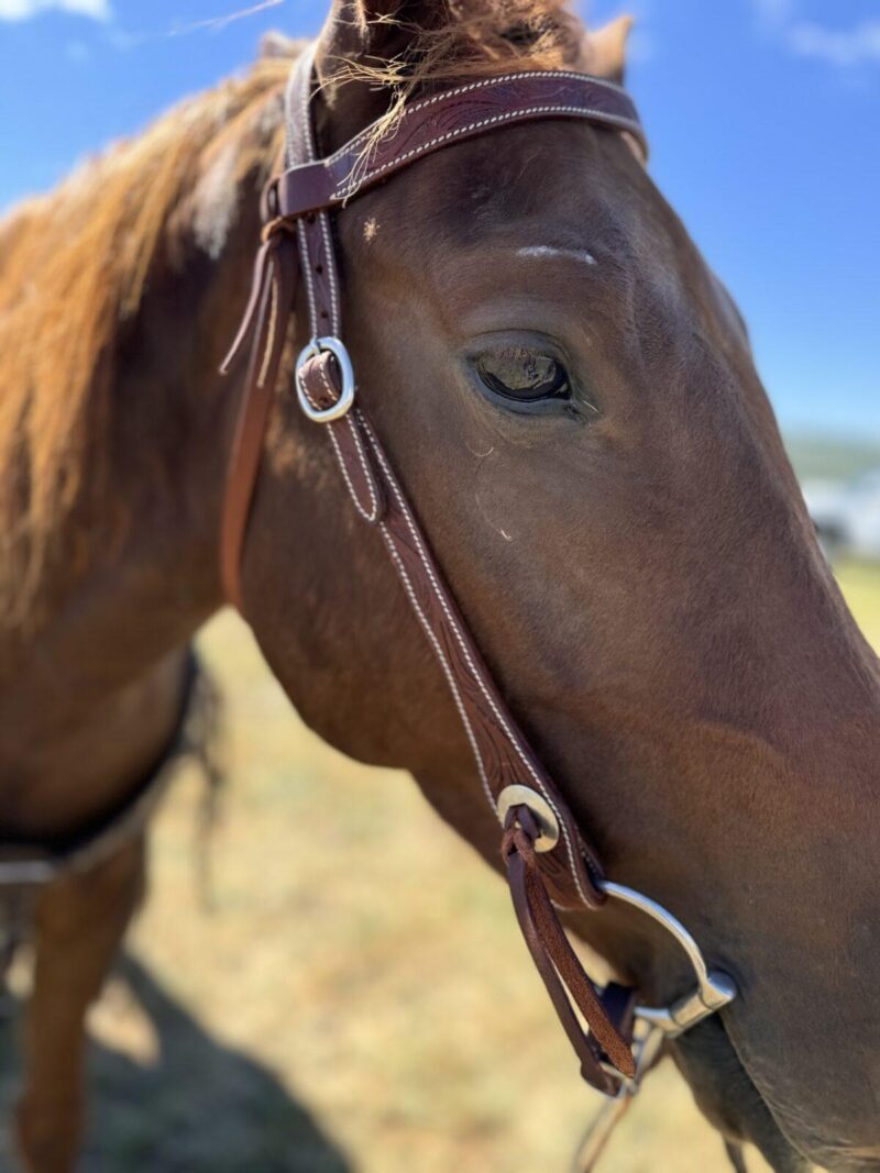 Close-up of a brown horse adorned with the Cowpuncher Browband Headstall, complete with bridle and bit. The horse's mane is visible, and its eye is focused on the camera. The background reveals a grassy field and a clear blue sky, slightly out of focus.