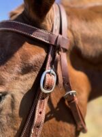 A close-up of a brown horse wearing the Cowpuncher Browband Headstall, which features intricate leatherwork with white stitching. The horse’s eye and ear are partially visible, and the belt-style headstall includes metal buckles and rings. Sunlight emphasizes the texture of the horse's fur and the detailed stitching on the headstall.