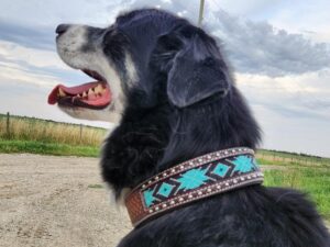 leather dog collars for sale premium leather dog collars durable ranch hand (3)