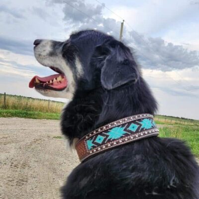 leather dog collars for sale premium leather dog collars durable ranch hand (3)