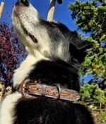 a leather dog collar for sale western sunflower dog collar medium large dog collars ranch hand (12)