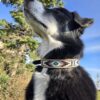 Leather Dog Collar - Peachy Keen - Beaded - view 4