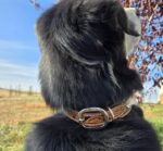 a leather dog collar for sale western sunflower dog collar medium large dog collars ranch hand (25)