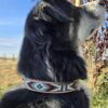 Leather Dog Collar - Peachy Keen - Beaded - view 3