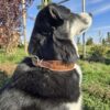 a leather dog collar for sale western sunflower dog collar medium large dog collars ranch hand (32)