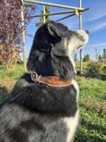 a leather dog collar for sale western sunflower dog collar medium large dog collars ranch hand (32)