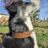 a leather dog collar for sale western sunflower dog collar medium large dog collars ranch hand (34)