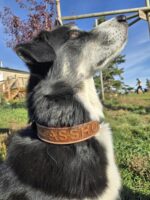 a leather dog collar for sale western sunflower dog collar medium large dog collars ranch hand (34)