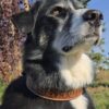 a leather dog collar for sale western sunflower dog collar medium large dog collars ranch hand (36)