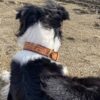Leather Dog Collar - Herdsman Tooled