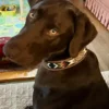 Beaded Dog Collar - Desert Storm - view 6